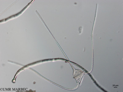 Tripos massiliensis (Species)